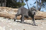 CANE CORSO 475